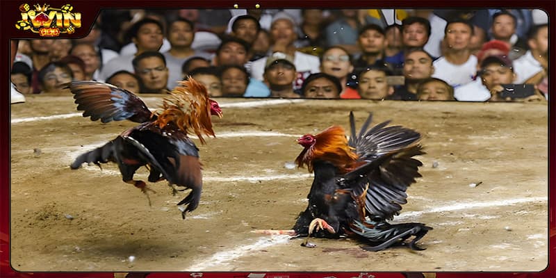 Tại sao Đá gà IWIN lại được ưa chuộng đến vậy?